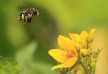 Indlæs billede til gallerivisning Alm. fredløs - frø m/såpotter