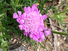 Indlæs billede til gallerivisning Scabiosa "Nana"