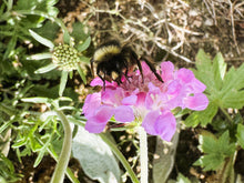 Indlæs billede til gallerivisning Scabiosa "Nana"