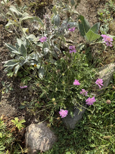 Indlæs billede til gallerivisning Scabiosa "Nana"