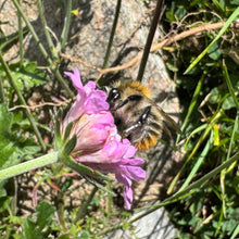 Indlæs billede til gallerivisning Scabiosa "Nana"