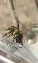 Indlæs billede til gallerivisning SNUPPER til bier