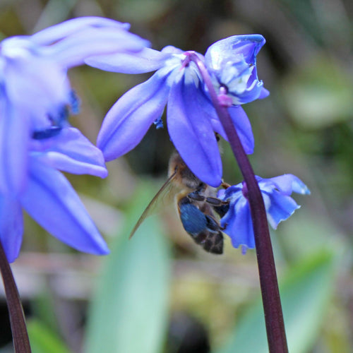 Kæmpepakke Scilla - 100 stk.