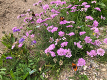 Indlæs billede til gallerivisning Scabiosa "Nana"