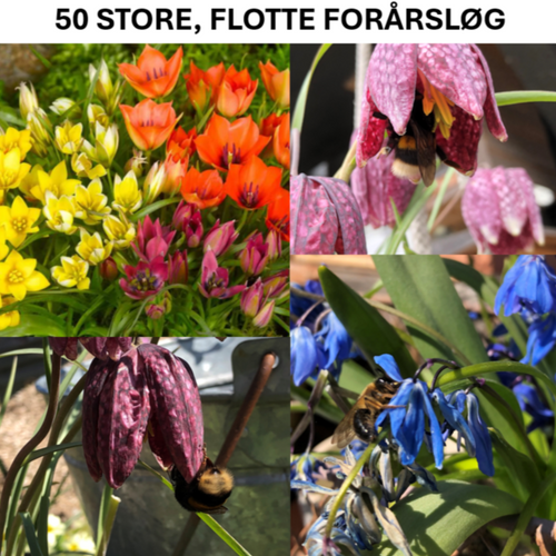 Forårsløg - Forårets anden blomstring