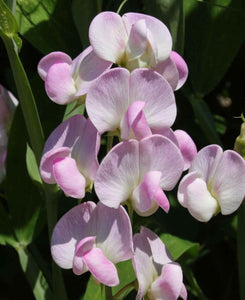 Staudeært `Pink Pearl`- frø m/såpotter