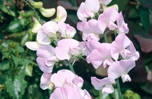 Staudeært `Pink Pearl`- frø m/såpotter