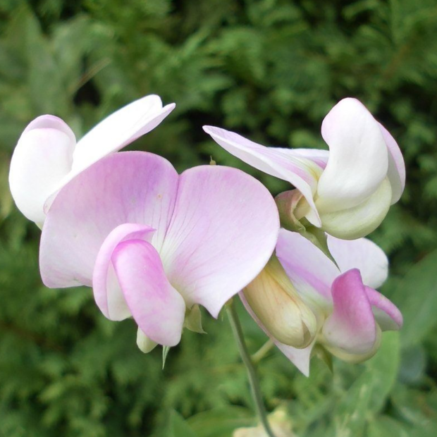 Staudeært `Pink Pearl`- frø m/såpotter