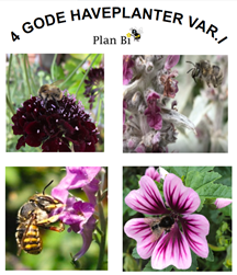 4 Gode haveplanter til bier. Var. I. Frøposer m/så-potter