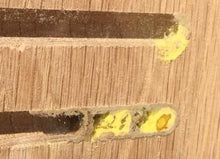 Indlæs billede til gallerivisning Murerbier har lagt æg i redegangen - det gule er &quot;madpakken&quot;