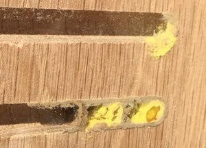 Murerbier har lagt æg i redegangen - det gule er "madpakken"