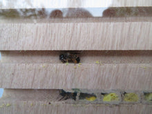 Indlæs billede til gallerivisning I sæsonen er der livlig aktivitet om dagen, og om natten sover bierne i gangene