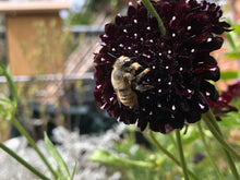 Indlæs billede til gallerivisning 4 Gode haveplanter til bier. Var. I. Frøposer m/så-potter