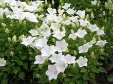 Indlæs billede til gallerivisning 4 Gode Bi-planter - Hvide