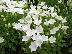4 Gode Bi-planter - Hvide