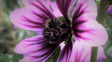Indlæs billede til gallerivisning 4 Gode Bi-planter - Pink