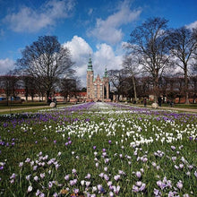 Indlæs billede til gallerivisning STORE, FLOTTE KROKUSLØG. Blandede farver. Fra: