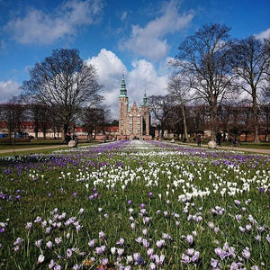 STORE, FLOTTE KROKUSLØG. Blandede farver. Fra: